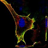 Cell Photo 